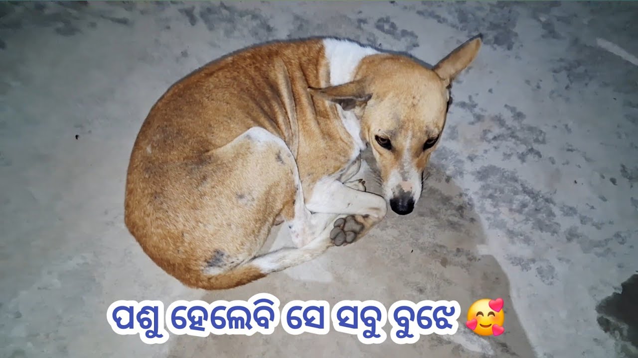 ରାତି ଅଧ ଯାଏ ଜଗିବସିଥାଏ 🥰