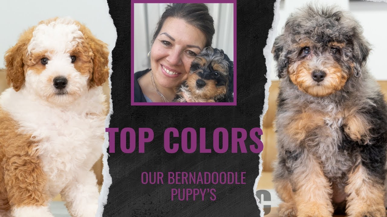 What are the Top Colors in a Bernadoodle Puppy?!?