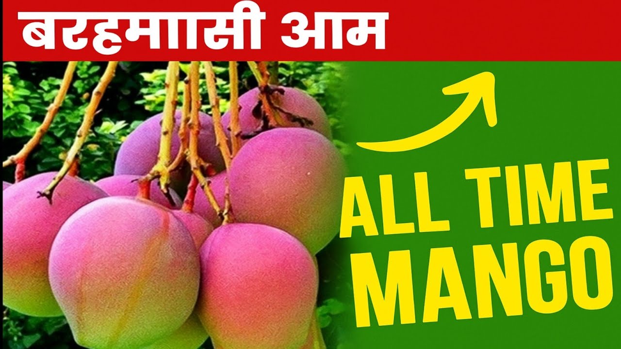 Top 3 All Time Mango | Thai All Time Mango | बरामासी आम | Best All Time Mango