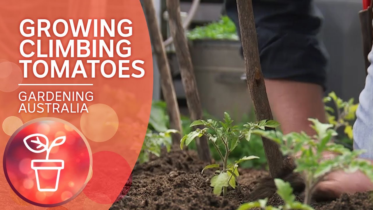 Growing Climbing Tomatoes | Growing Fruit and Vegies | Gardening Australia