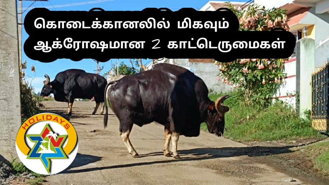 Kodaikanal bison fight moment video | very aggressive 2 bison in Kodaikanal | nnn holidays