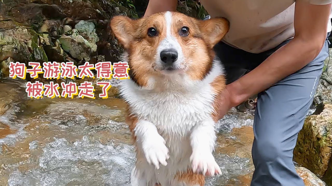 显眼包的报应来了，狗子被水冲走了