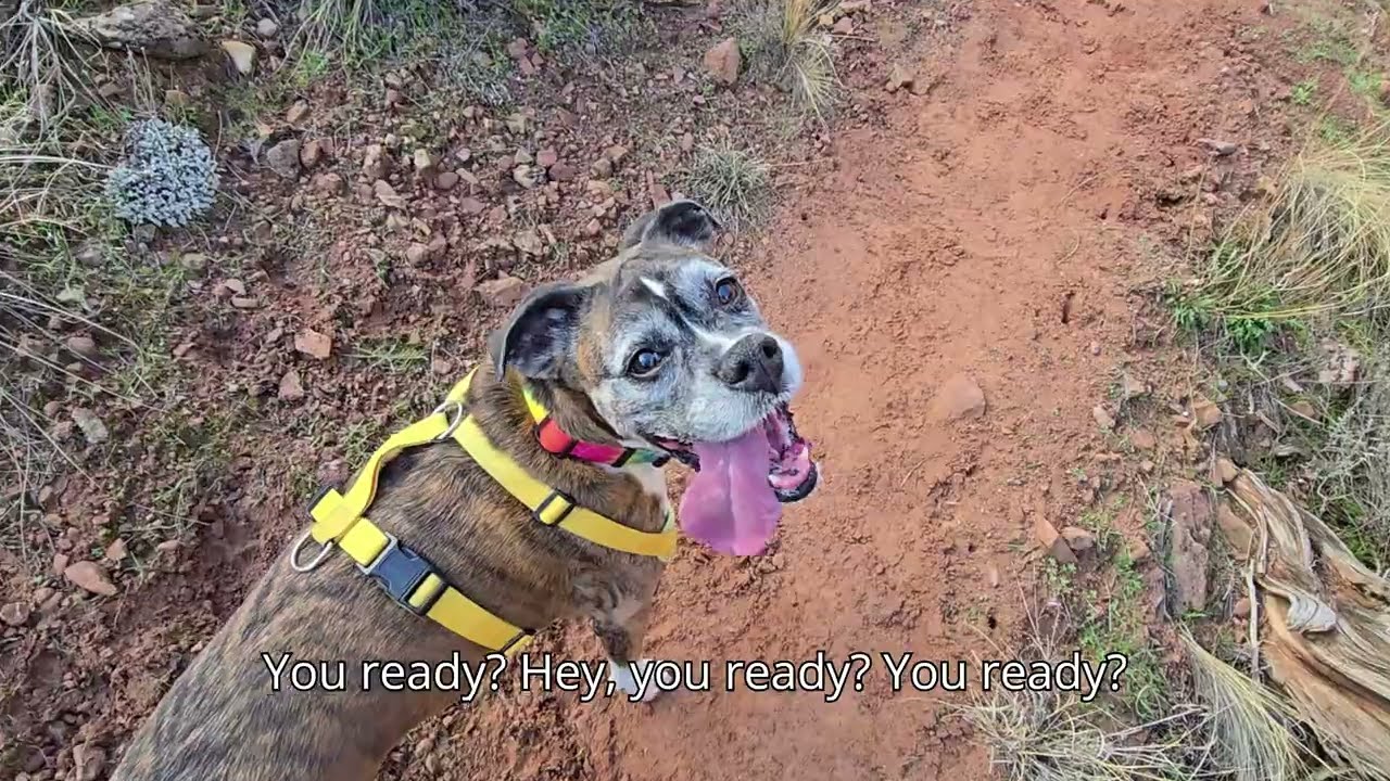 Boxer Dog Adventures in Colorado