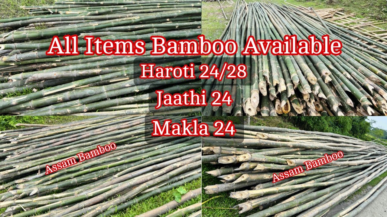 Assam Bamboo Wholesale market price ₹0 | All Types of bamboo available 👍👈👈