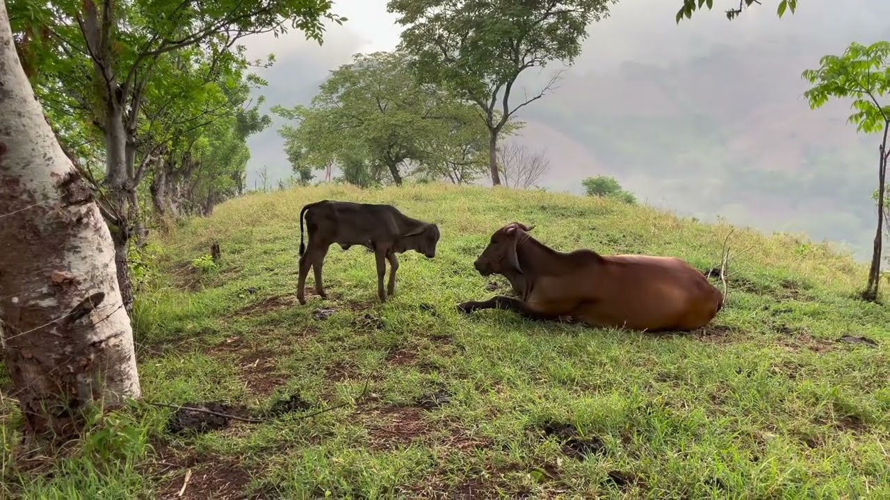 😧Ya empezó a llover y mira como están las vacas 🐄😍 ​​⁠#ganaderia #gyro #agro #agropecuaria #videos