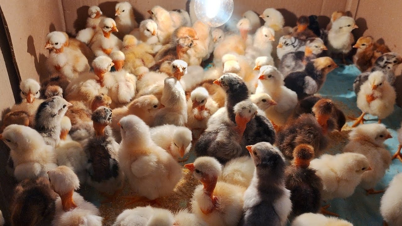 Nascimento de pintinhos em chocadeira com ótimo resultado.