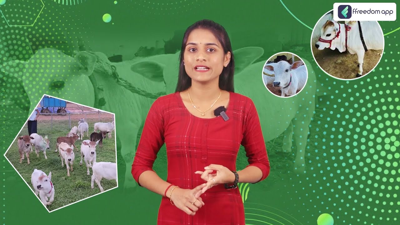 Punganur Cow Breeding in Telugu | Smallest Cow Breed in the World | Cow Breeding