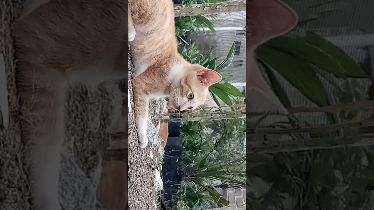 Kucing lucu 