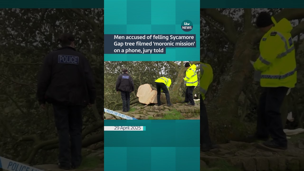 Men accused of felling Sycamore Gap tree filmed 'moronic mission' on a phone, jury told | ITV News