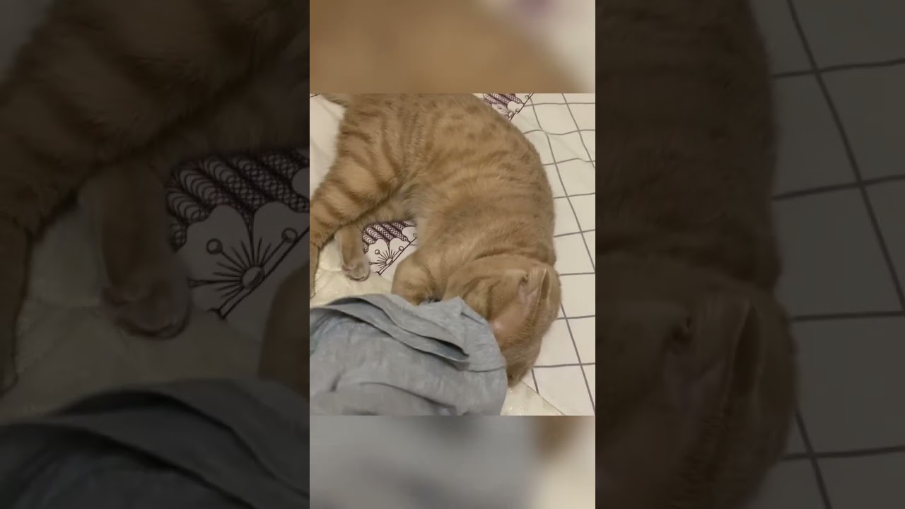 Смешные животные#котик#кот Симба#злючка#милашка#cat#HOlya-day