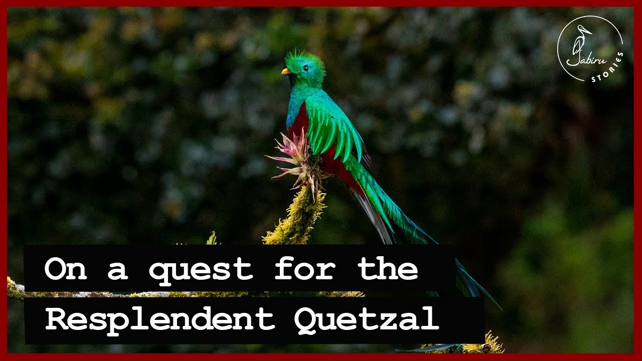 Resplendent Quetzal & More: Birding in San Gerardo de Dota, Costa Rica