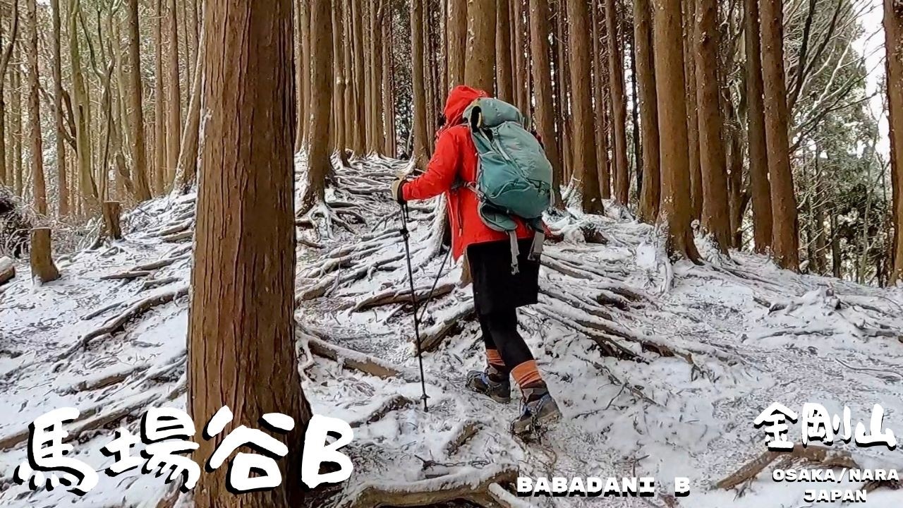 JOB DONE!🌸執念のセリバオウレン探し🌸BABA B