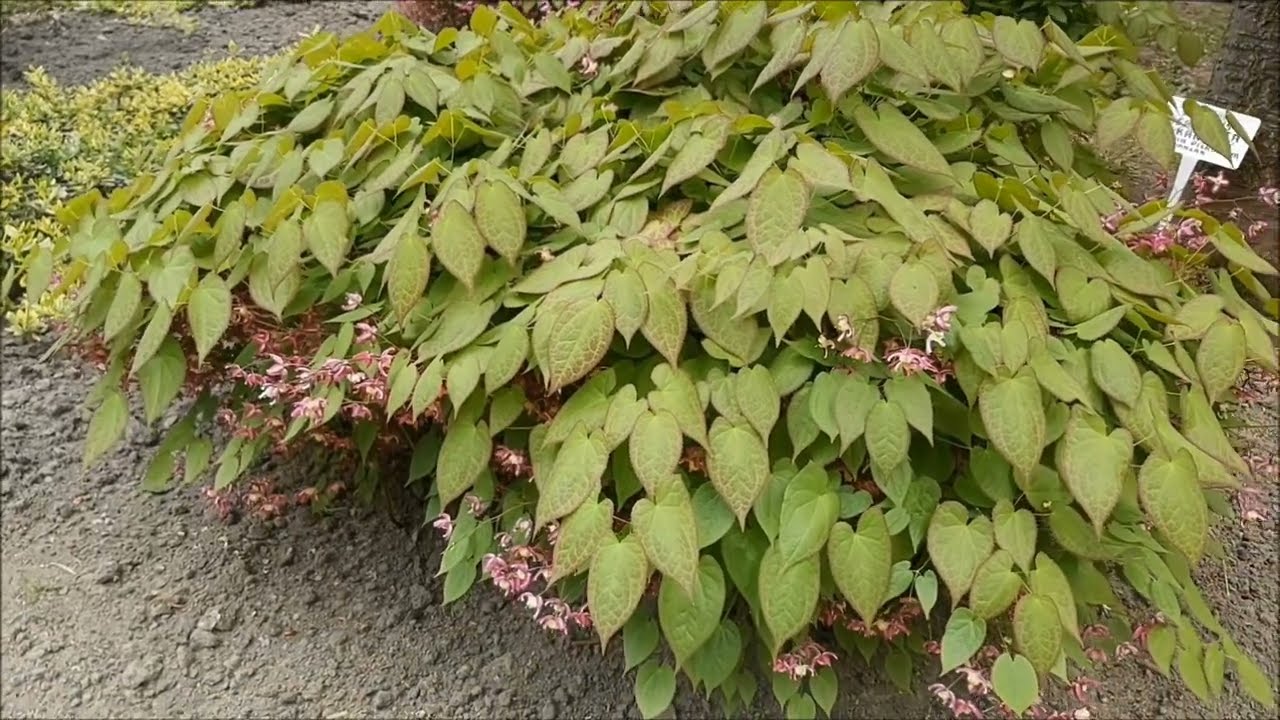 Epimedium Czerwone - Poradnik Ogrodowy #344