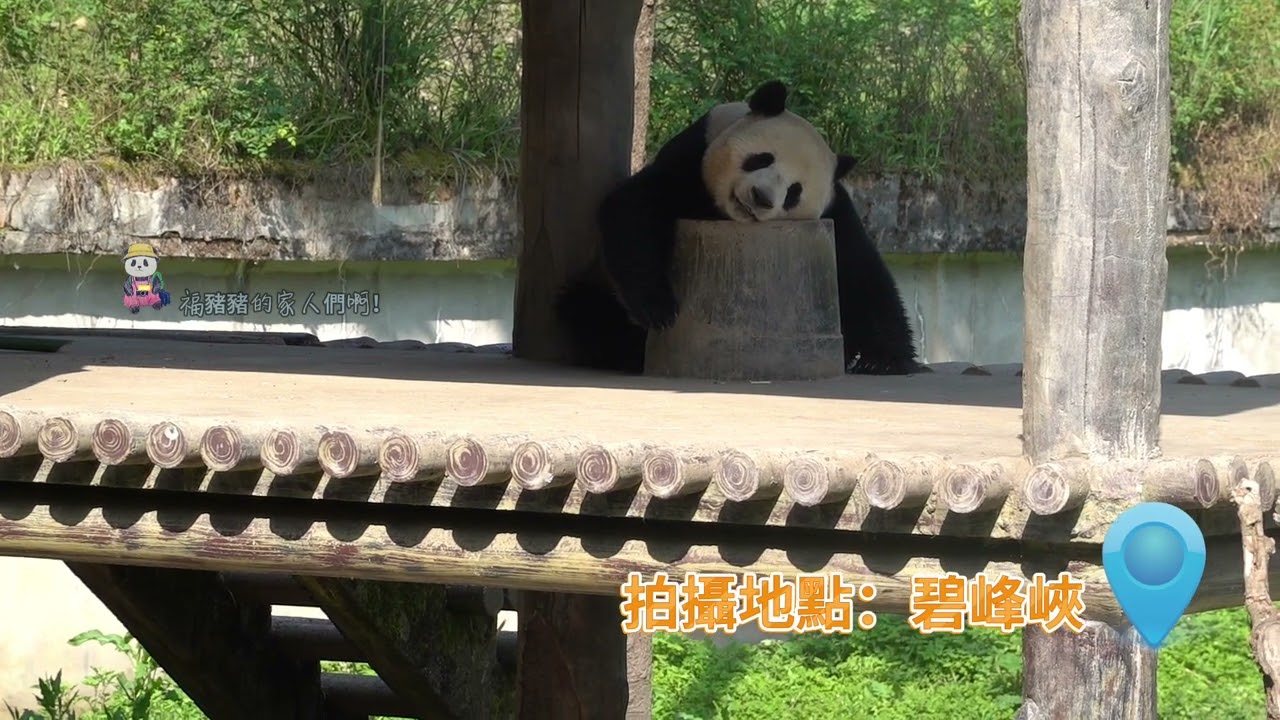福寶的叔叔 德瑞  核桃坪 野培 碧峰峽 新疆烏魯木齊