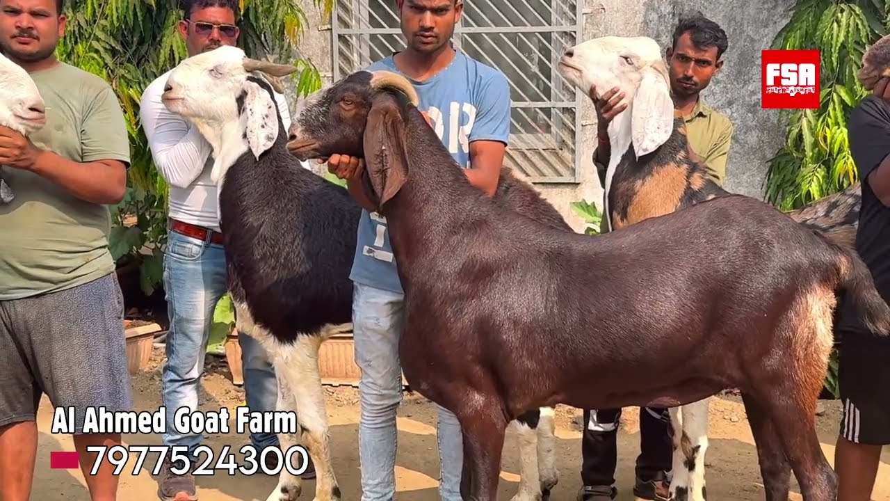 Bharai Ke Liye Khassi Bakre at Al Ahmed Goat Farm, Padgha