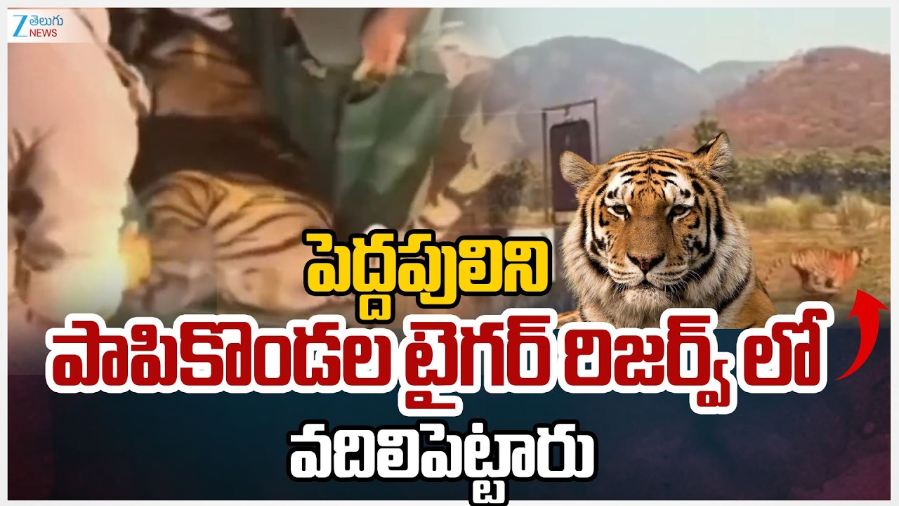 Tiger Released in Papikondalu  Latest Updates | పెద్దపులిని పాపికొండల టైగర్ రిజర్వ్ లో వదిలిపెట్టారు