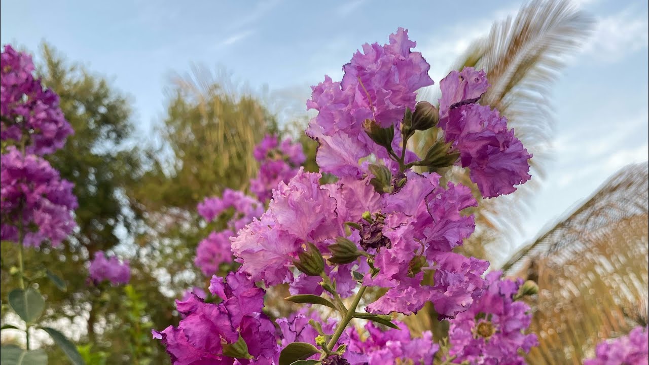 Al Wakid Nursery مشتل الواكد -JEDDAH- SAUDI ARABIA 🇸🇦