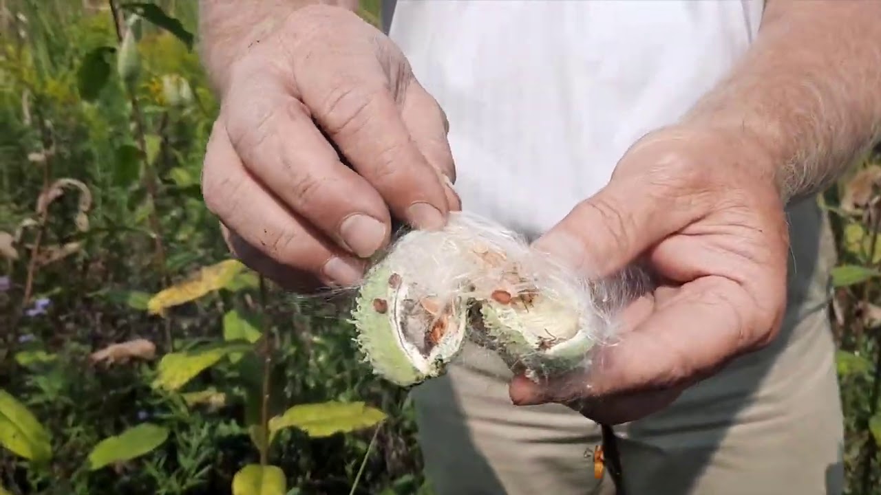 Zoo Teens Plant Milkweed.