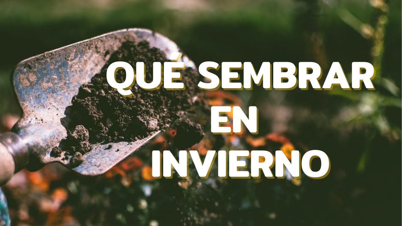 Qué cultivar en INVIERNO//es momento de sembrar esto🌿