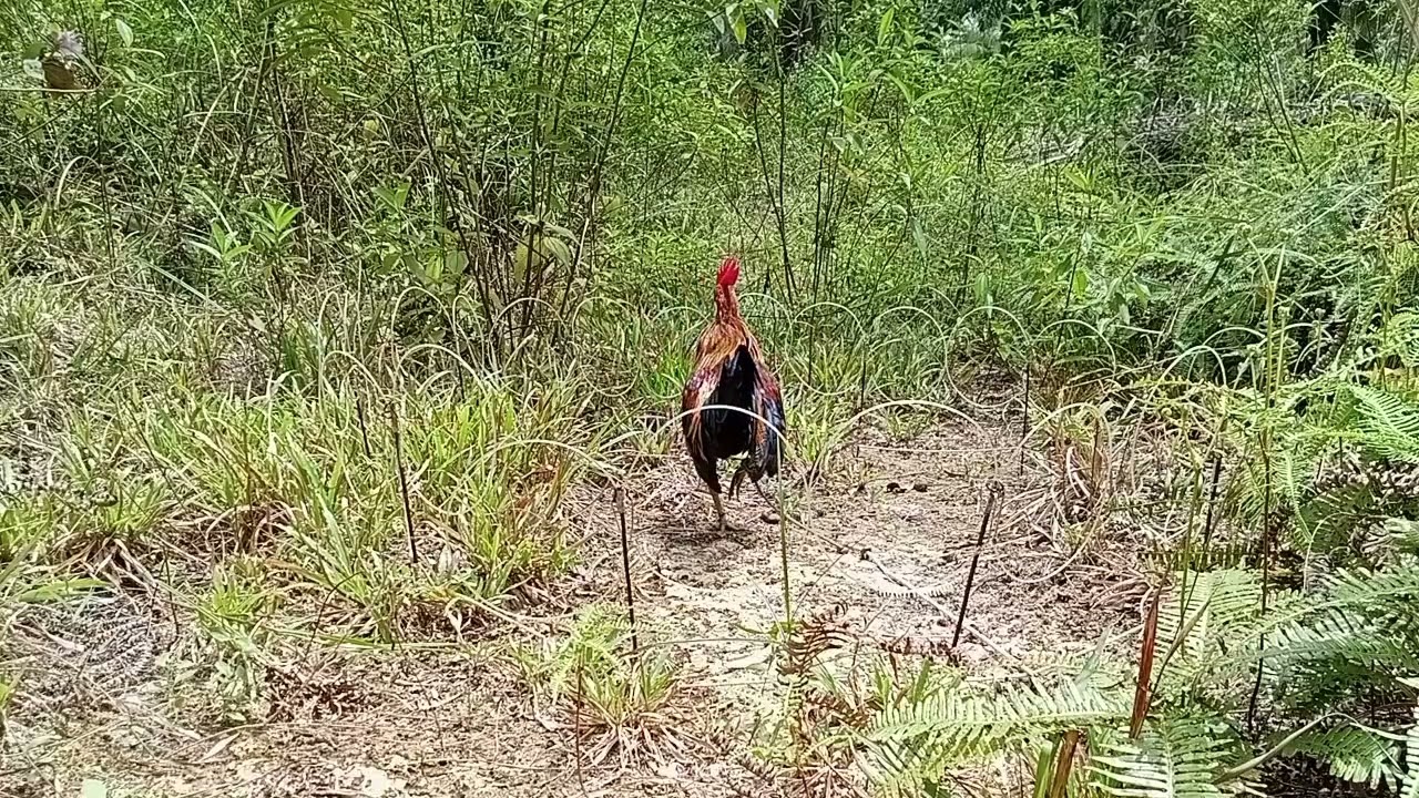 Aksi pikat gacor dan ayam hutan agresif #memikatayamhutan