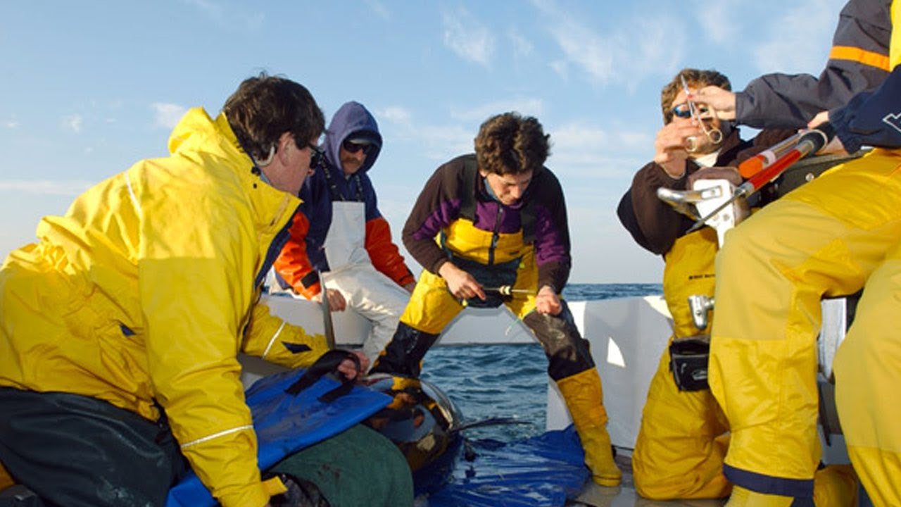 Rolex Laureate Barbara Block &ndash; Tracking Great White Sharks