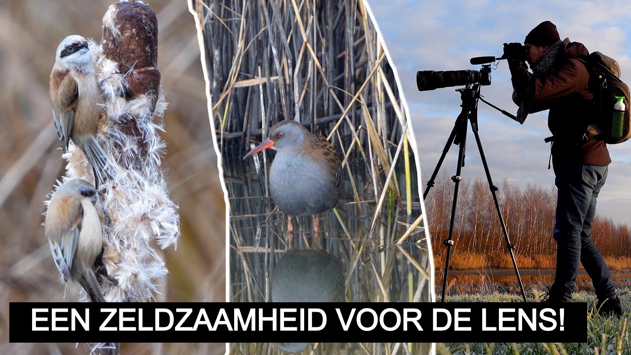 #284: BUIDELMEZEN! Waanzinnig slot van het jaar! | Sony A7 IV