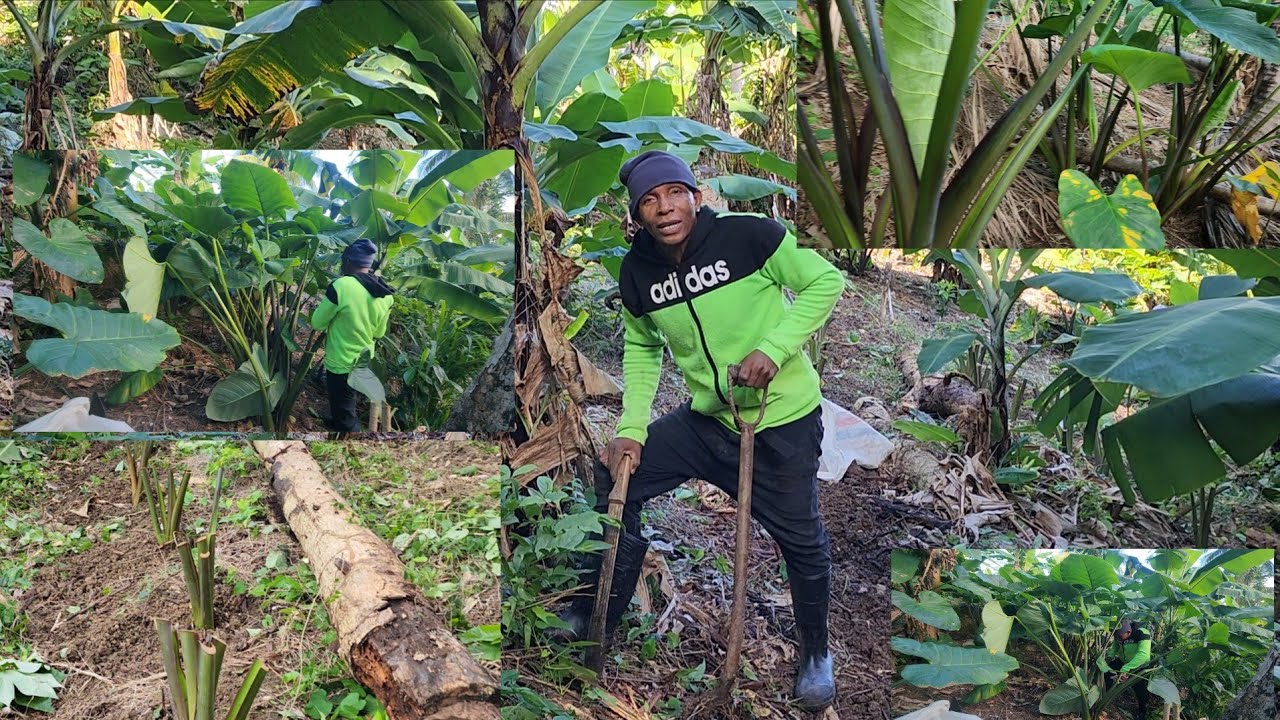 Planting back the coco them a more food mi say 👍