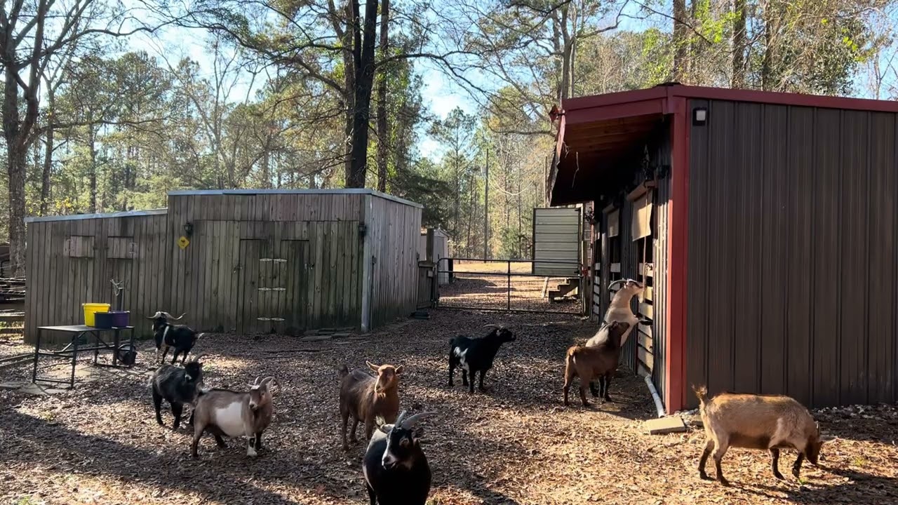 Monday evening goat feeding 26 degrees outside 