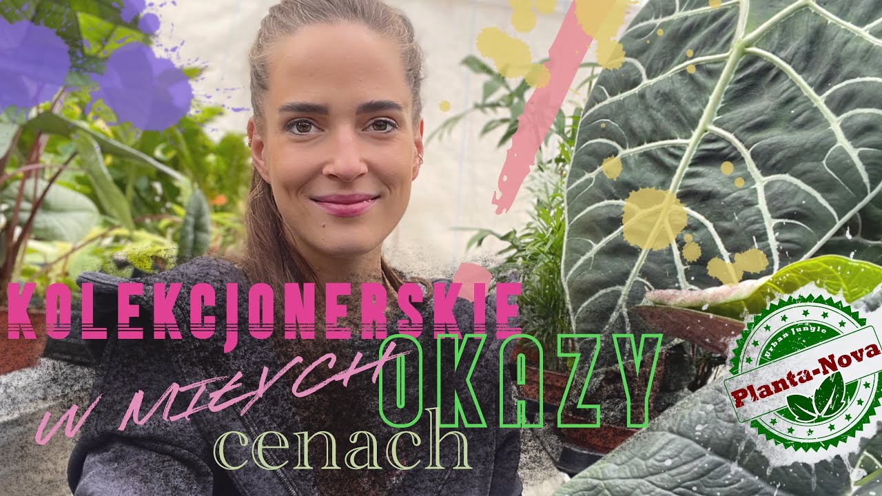 Dostawa rzadkich okazów w niższych cenach!⬇️ Alocasia Watsonia, Scalprum czy Ph Ghost i Burle Varie!