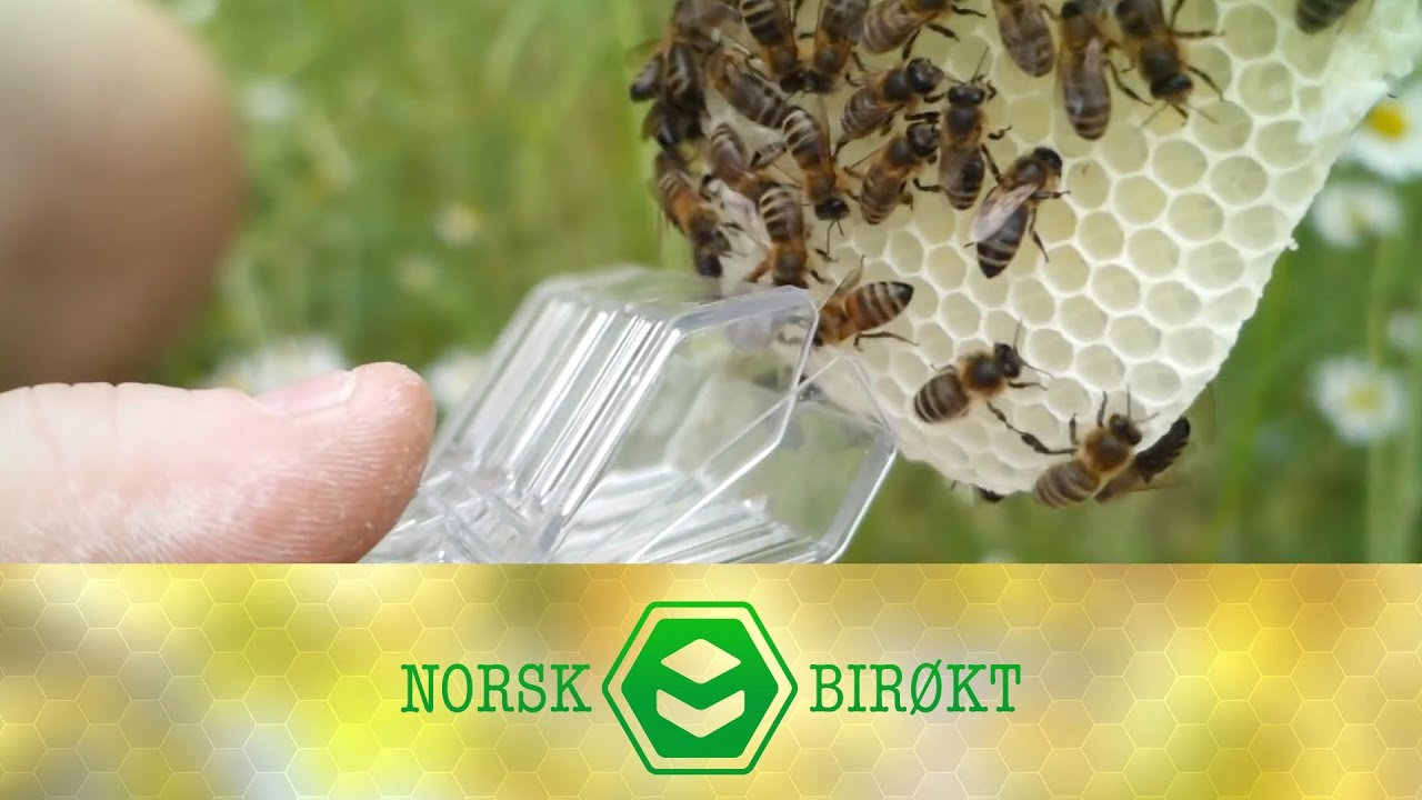 Parekasetter og avlegger med trykkluft