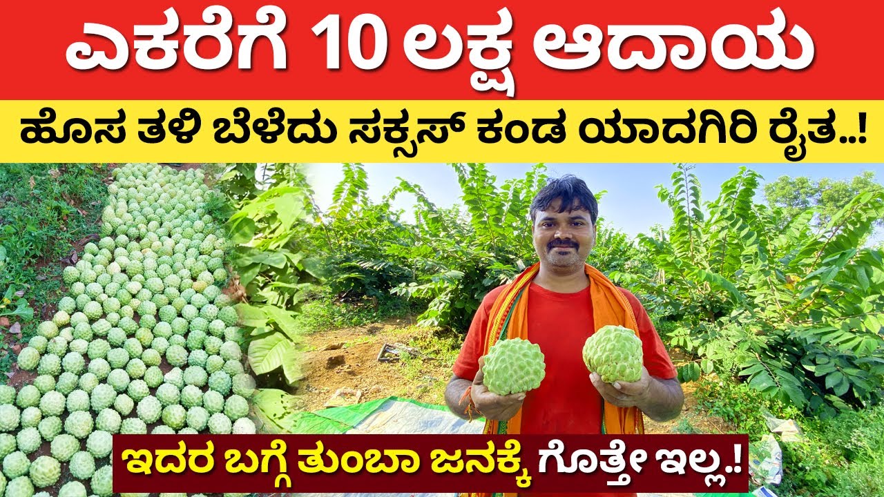ಇದರಲ್ಲಿ ನಷ್ಟದ ಮಾತೆ ಇಲ್ಲ ಸರ್| Custard apple Farming in Kannada | modern farming in Karnataka #kannada