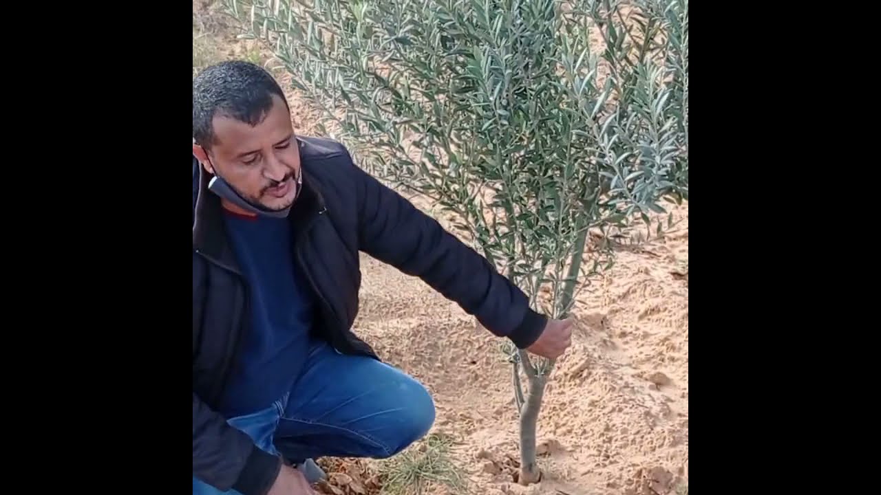 الممارسات الفنية المعتمدة لإصلاح أخطاء تقليم التكوين لأشجار الزيتون