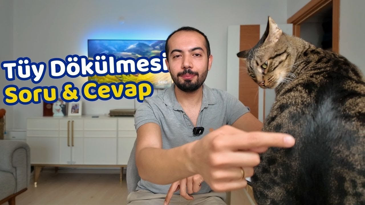 Kedilerde Tüy Dökülmesi ve PlusB Damla İle İlgili En Çok Sorulan Sorular