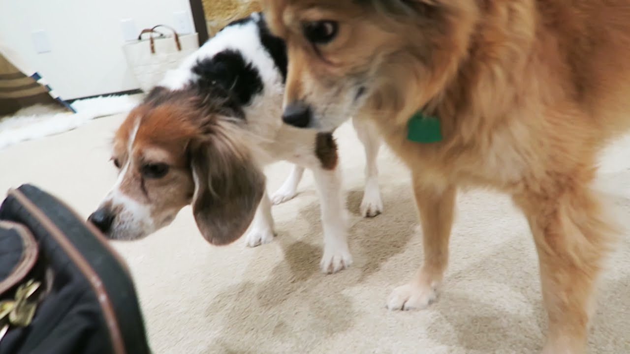 Introducing Milquetoast to Page and Molly ❄ Vlogmas 2015 (Day 5)