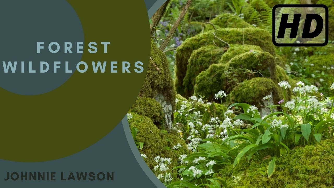 Forest Birdsong Nature Sounds - Forest Wildflowers - HD 1 Hour Birdsong - Studying Series Ep.6