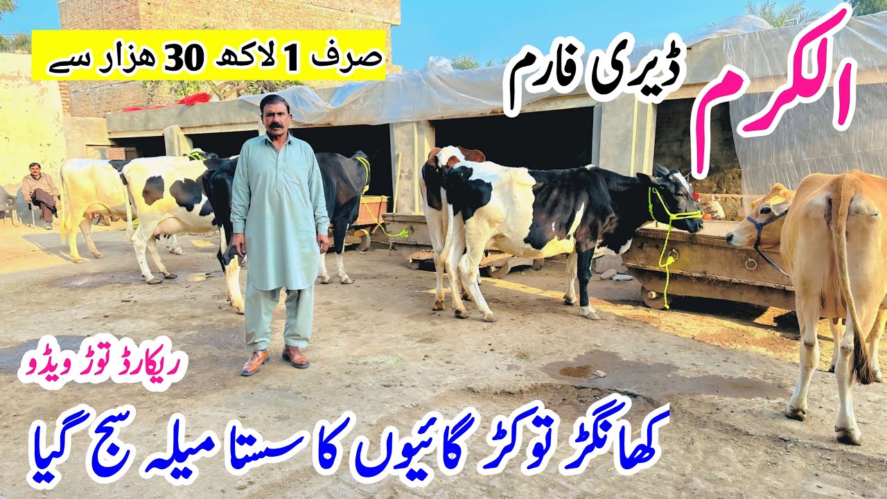 ￼Al Karam Dairy Farm | Khangher Cows | Top Class ￼American Croos Cows | jersey Cows |Bismillahbest