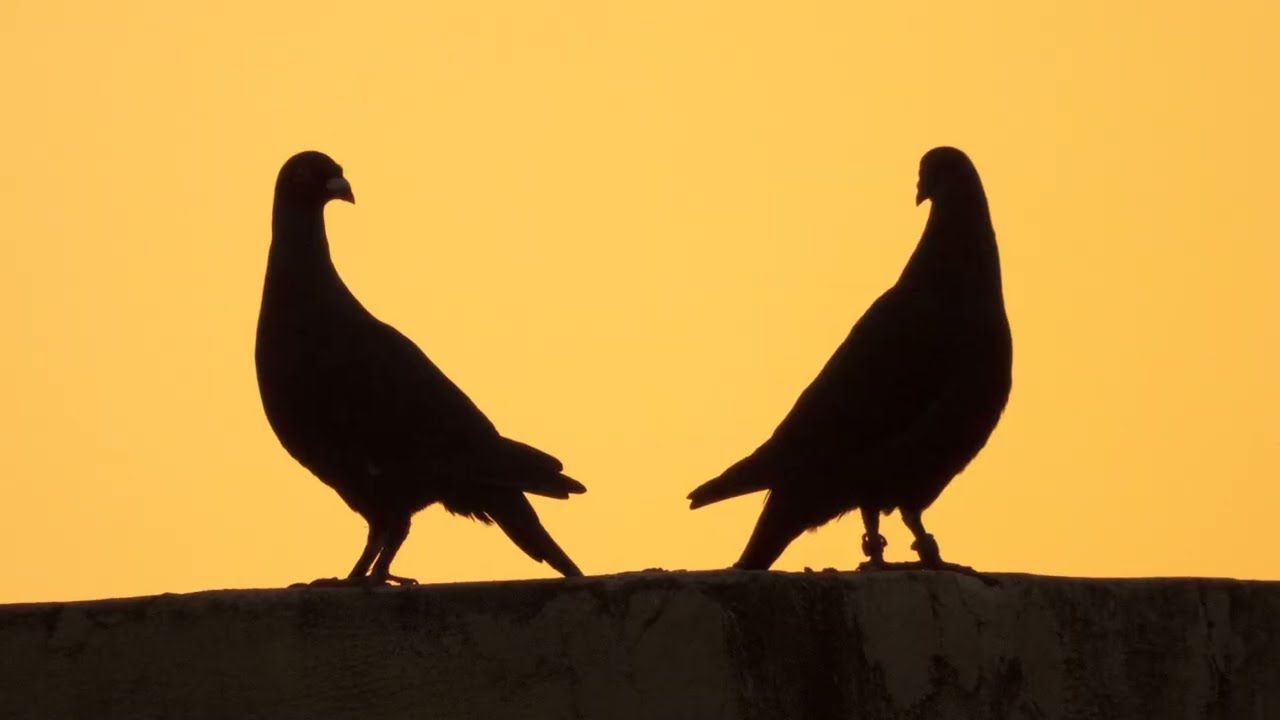 منظر ساحر للطيور لحظة الغروب
