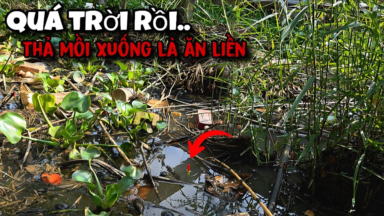 Tập 203 - Giật Cá Mỏi Tay Là Có Thật, Không Ngờ Ở Đây Cá Nhiều Đến Vậy Luôn | Câu Cá Rô Đồng