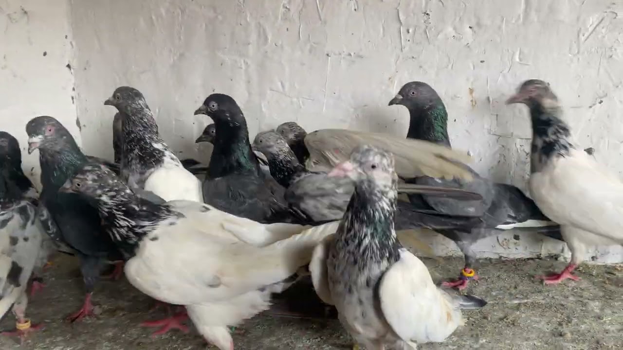 18 pices golden kamgar Kabutar for sale 🕊️🕊️. Delivery 🚚 all over India Available 