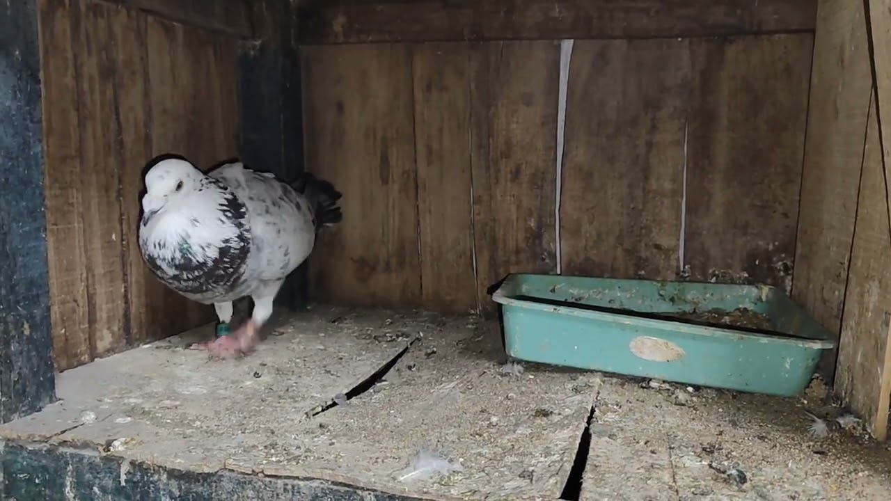 Grizzle racer pigeon pair #video 