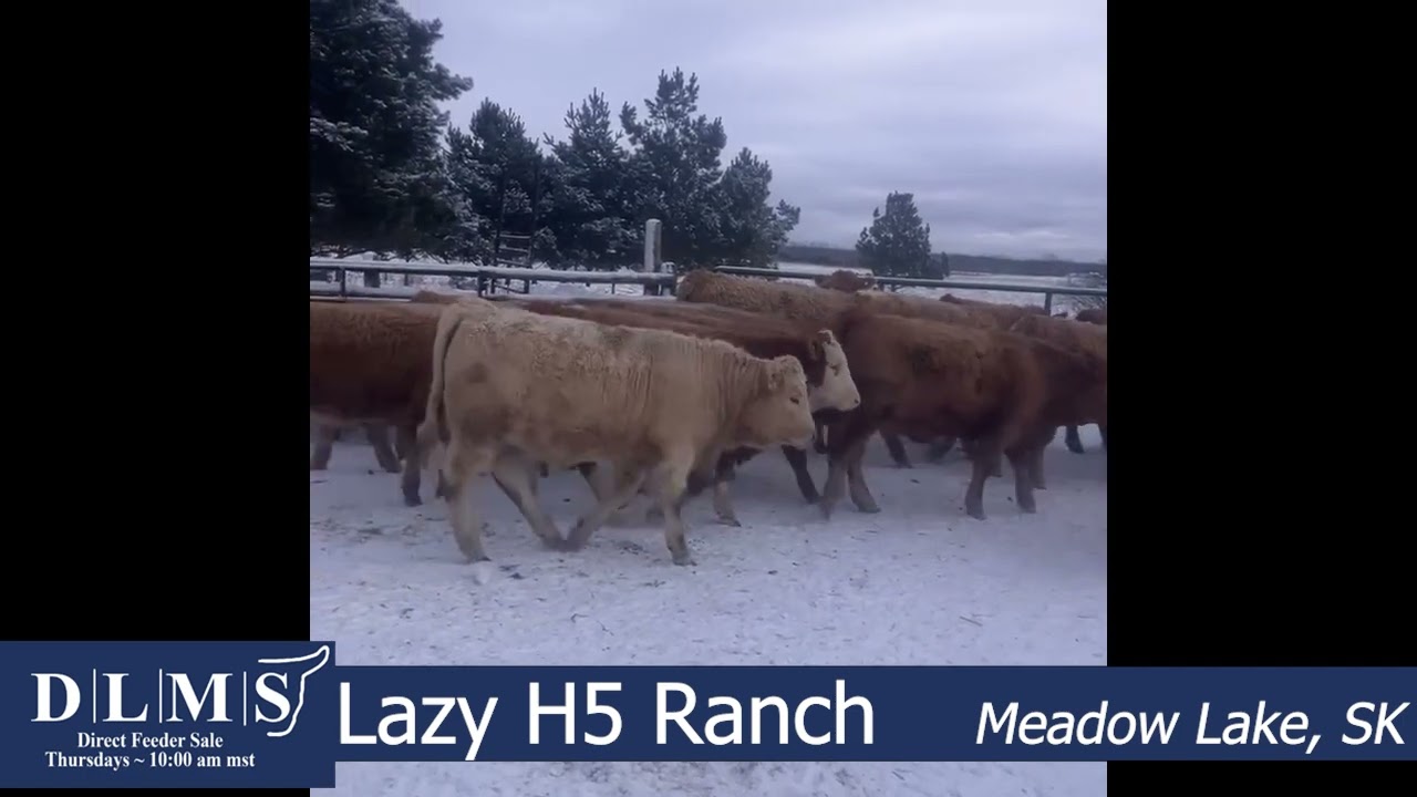DLMS Direct - Lazy H5 Ranch - Hfrs