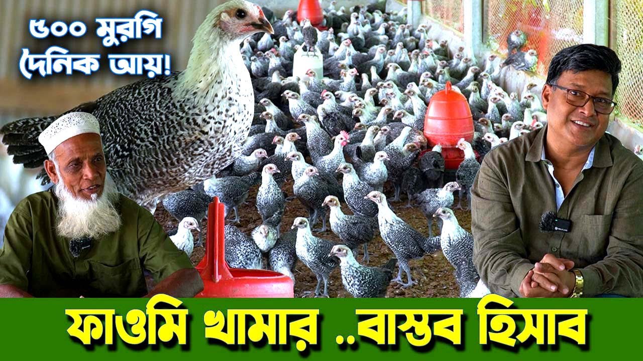 ২ মাসের বাচ্চা দিয়ে ফাওমি মুরগির খামার! ঘর তৈরি ও প্রস্তুতি সহ ৫০০ মুরগিতে প্রতিদিন ৩ হাজার টাকা আয়