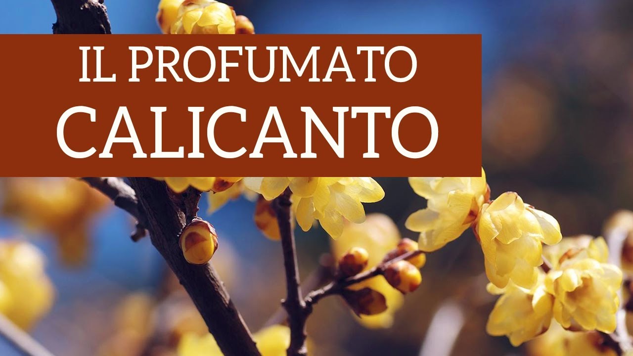 Calicanto, il profumo più buono dell'inverno