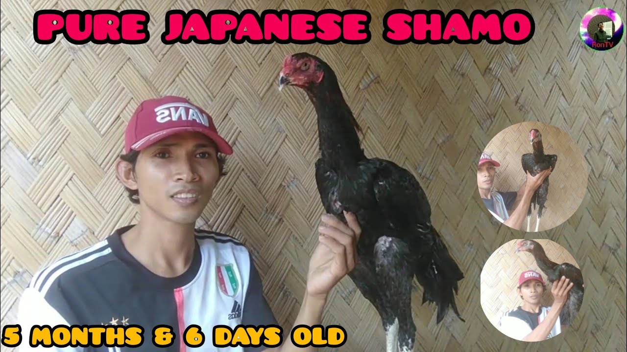 5 MONTHS OLD PURE JAPANESE SHAMO UPDATE RonTV