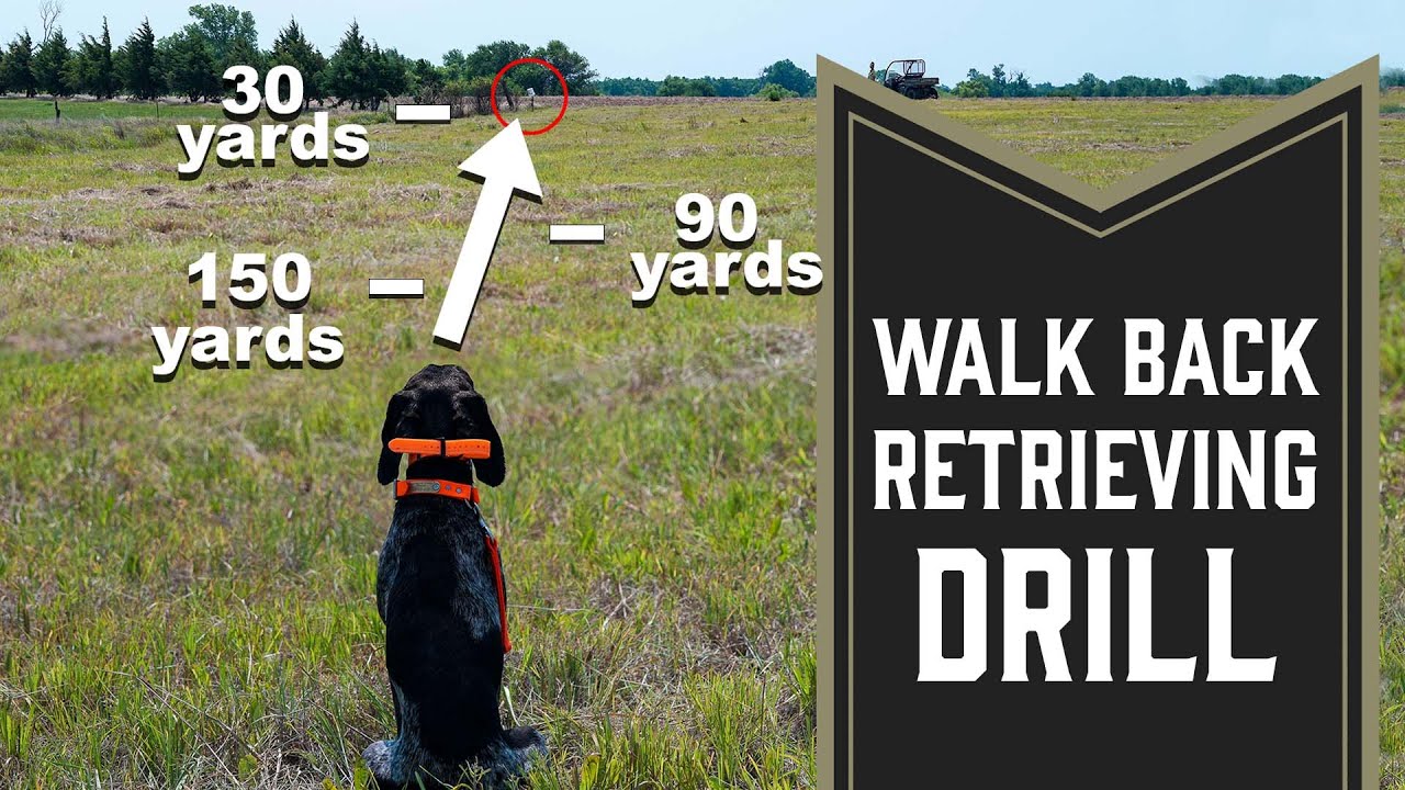 This Drill Will Make Your Retriever Better
