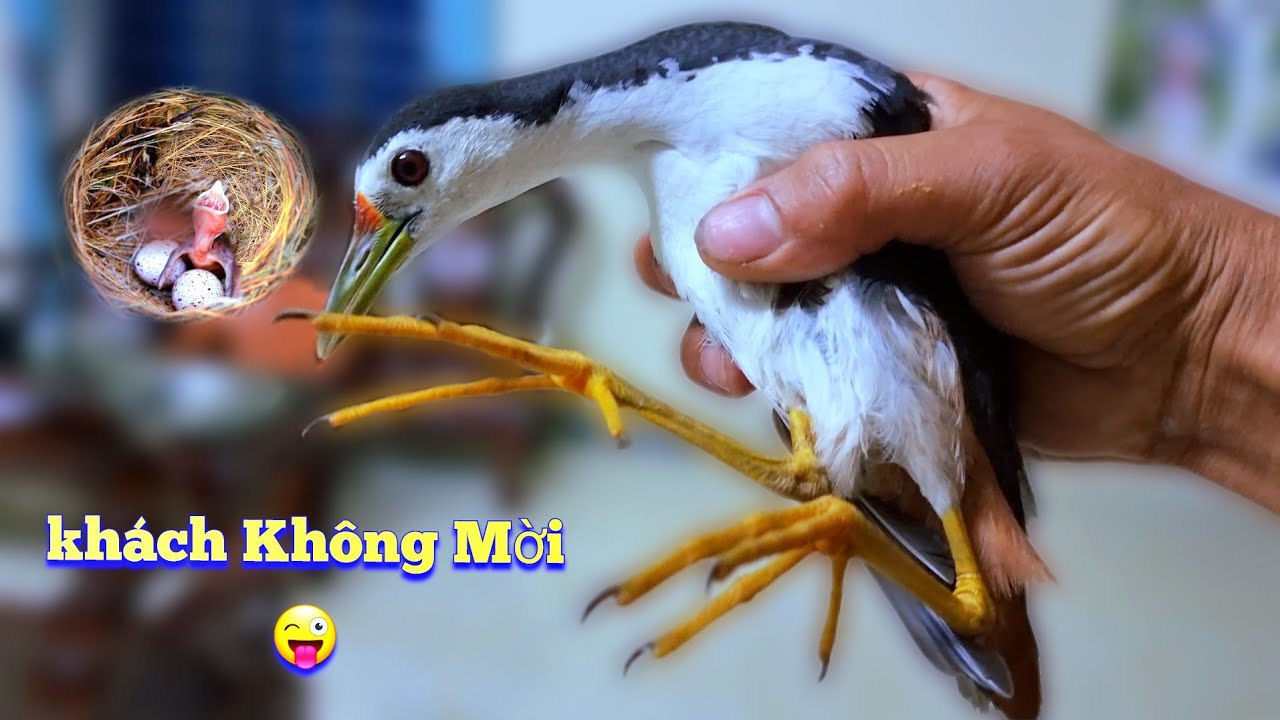 Chim Quốc Ở Đâu Tự Bay Vào Nhà Và Tin Vui Chào Mào Đã Nở / Quế Nghịch