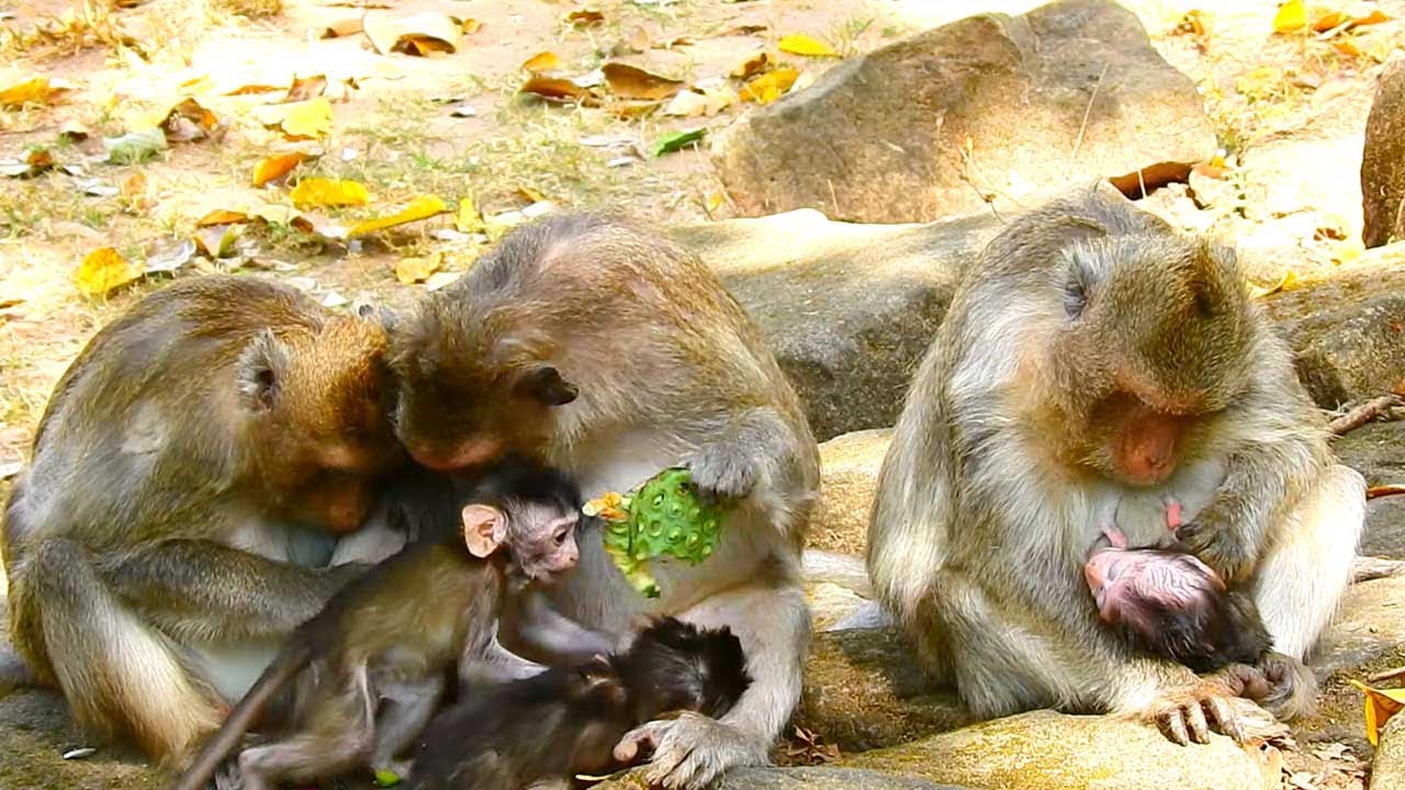 Julina, Ada, and Elsa Sit Together While Their Babies Play Peacefully