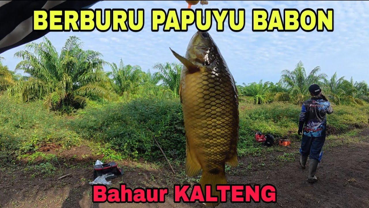 MANCING KE BAHAUR LAGI MENCARI PAPUYU BABON (26/08/2025) 