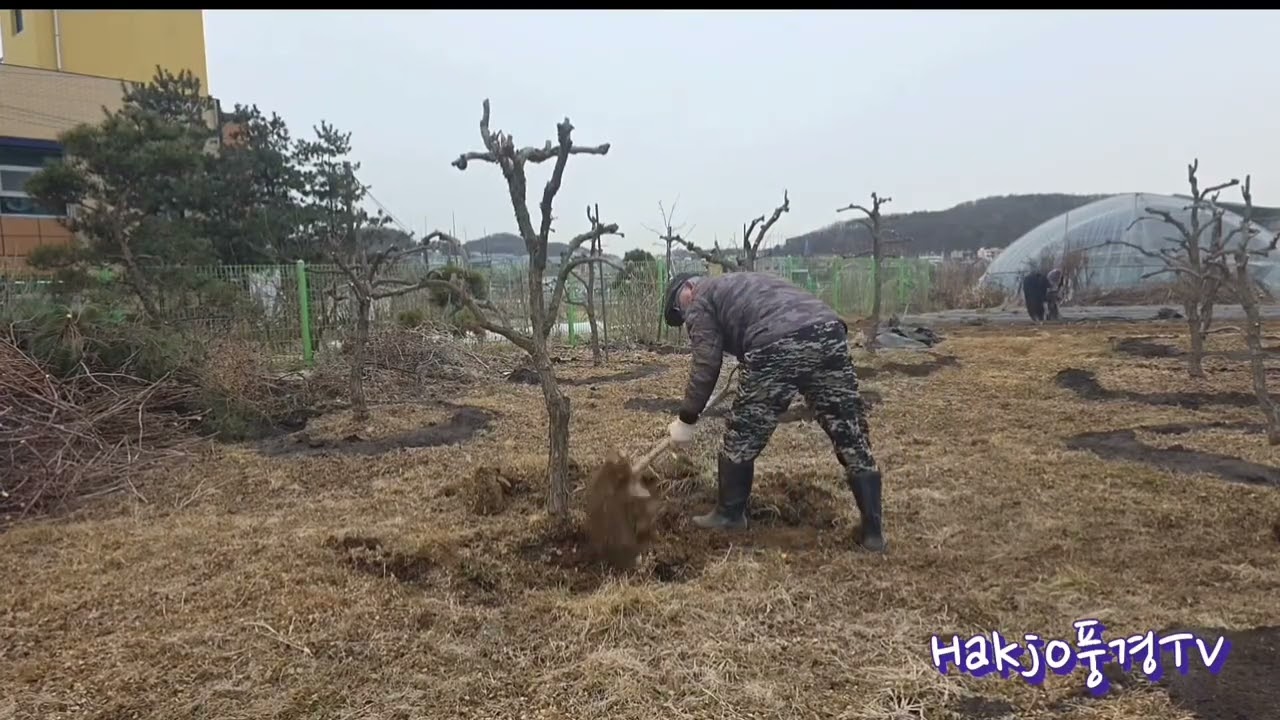 #사과대추나무 이식작업 풍경#Apple Jujube Tree #Transplantation 