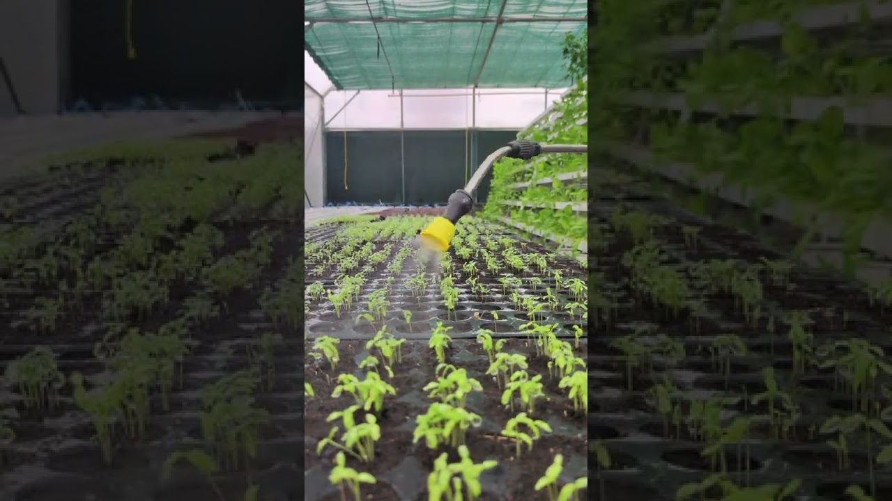 HYDROPHONIC FARMING